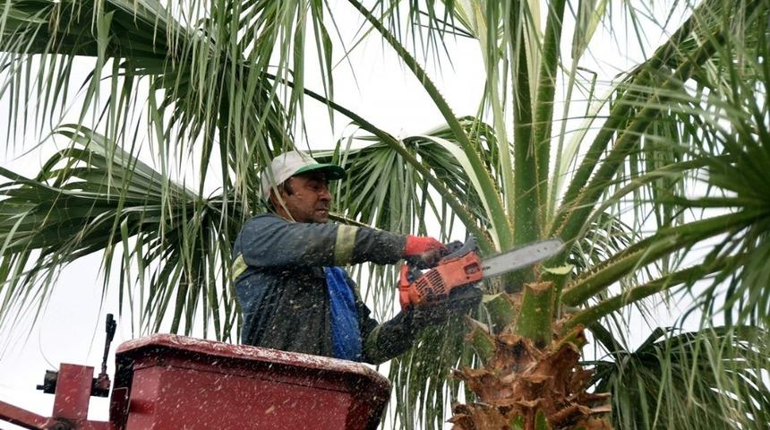 Aliağa Belediyesi periyodik ağa&ccedil; bakımlarına devam ediyor