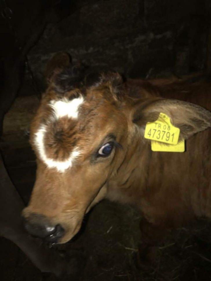 Herkes onu görmek için geliyor! Bir ilçe bunu konuşuyor G1