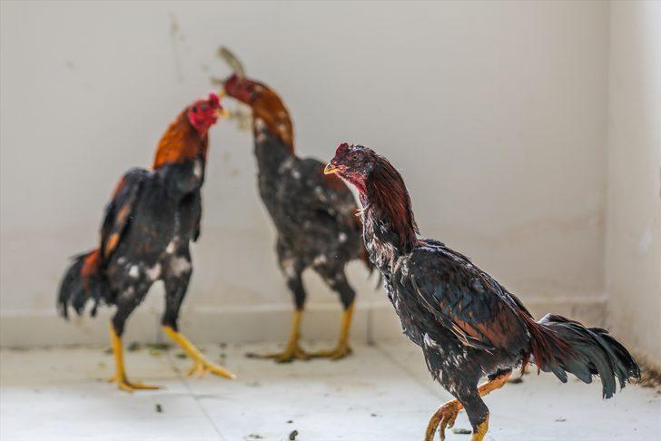 Dövüştürülen horozlar korumaya alındı  G1