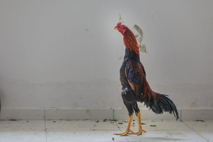 Dövüştürülen horozlar korumaya alındı  G2