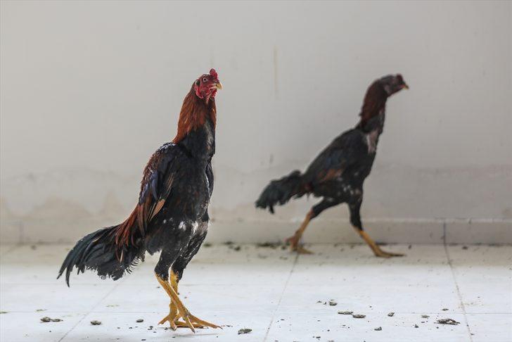 Dövüştürülen horozlar korumaya alındı  G3