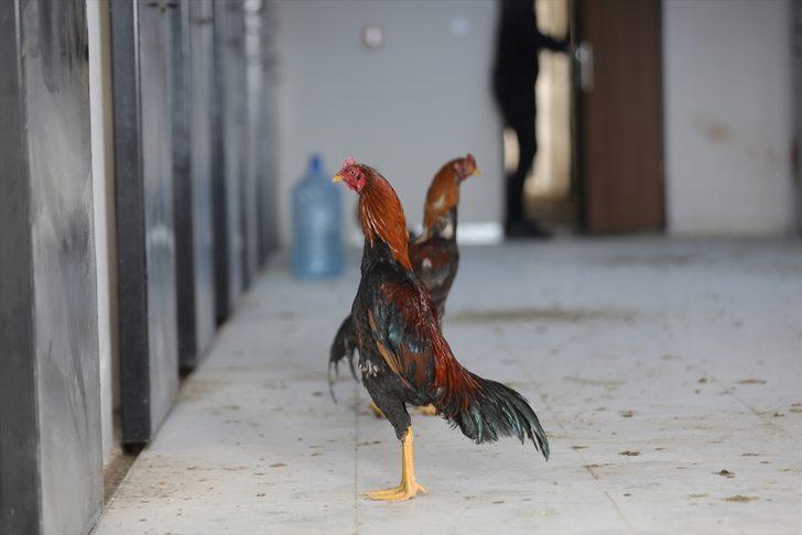 Dövüştürülen horozlar korumaya alındı  G4