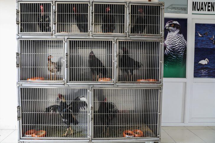 Dövüştürülen horozlar korumaya alındı  G5