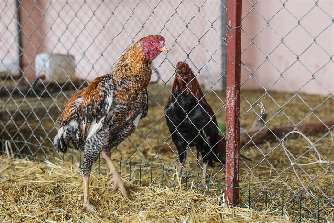 D&ouml;v&uuml;şt&uuml;r&uuml;len horozlar korumaya alındı 