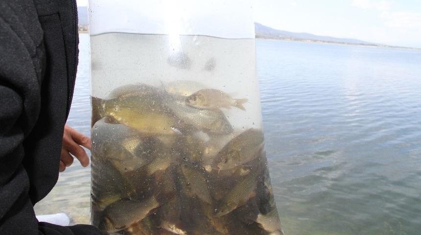 Beyşehir Gölü’ne yavru sazan takviyesi