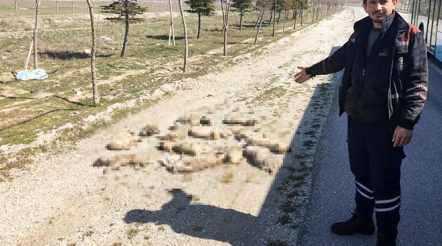 Korkunç görüntü! Yol kenarında bulundu