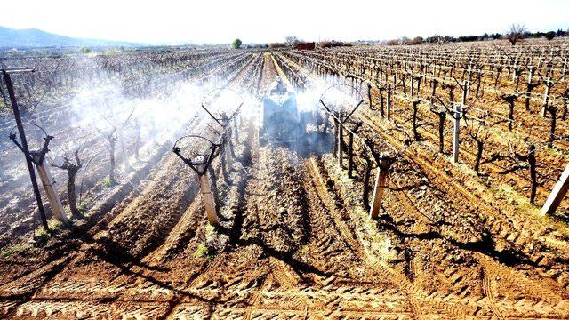 Sarıgöl’de üzüm bağlarında bakım başladı