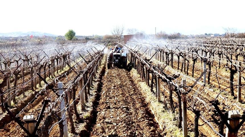 Sarıg&ouml;l&rsquo;de &uuml;z&uuml;m bağlarında bakım başladı