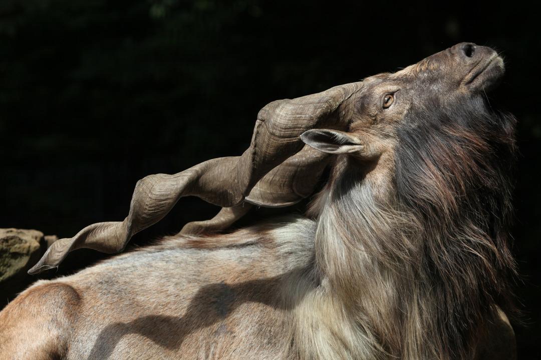 Bu ke&ccedil;iyi avlamanın bedeli 100 bin dolar