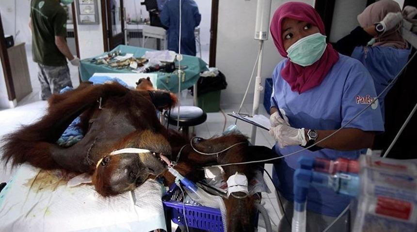 V&uuml;cuduna 74 t&uuml;fek sa&ccedil;ması isabet etti! Hala hayatta