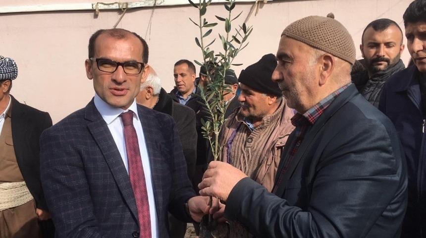 &Ccedil;ukurcalı &ccedil;ift&ccedil;ilere 10 bin adet &uuml;cretsiz meyve fidanı dağıtımı yapıldı