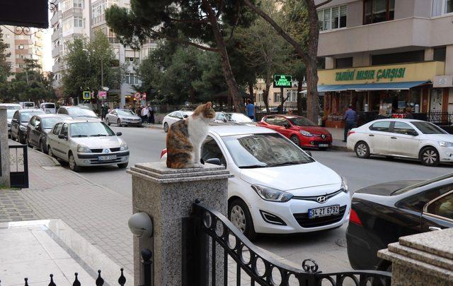 Kadıköy'de kediye saldıran kişi ile kavga eden gencin annesi o anları anlattı