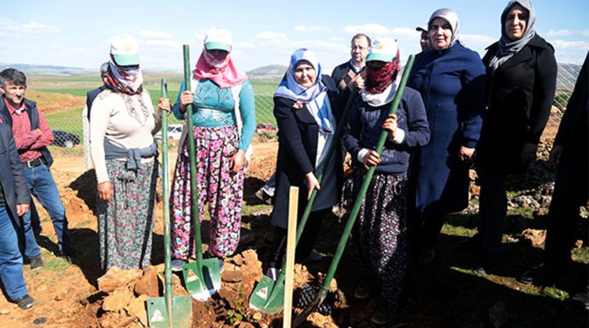 'Kral yiyeceği' kadınlara gelir kapısı olacak! Kilosu 14 bin TL'ye kadar satılıyor
