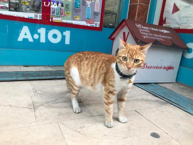 Fenomen kedi market çalışanları tarafından sahiplenildi