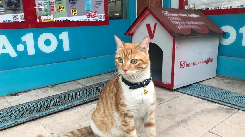 Fenomen kedi market &ccedil;alışanları tarafından sahiplenildi