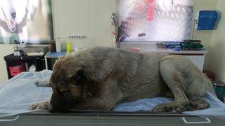 Vücuduna 150 saçma isabet eden köpek, yaşama tutunmaya çalışıyor