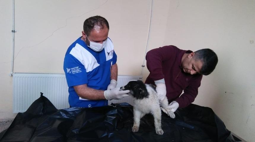 Aracın &ccedil;arptığı yavru k&ouml;pek tedavi altına alındı