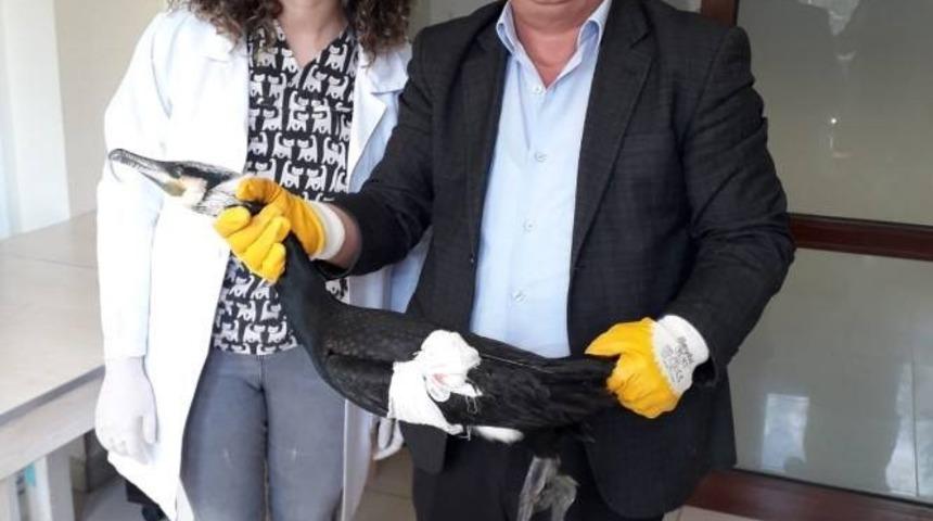 Tedavisi tamamlanan Karabatak, doğaya salındı