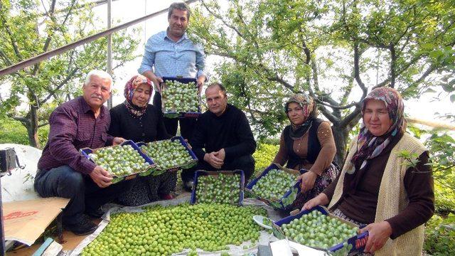 Silifke’de erik hasadı başladı