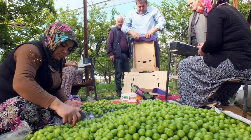 Silifke'de erik hasadı başladı