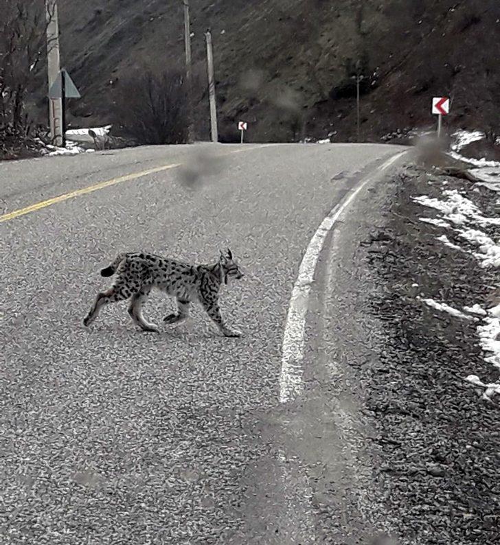  Kırmızı listede yer alıyor! Bu kez karayoluna indi G1