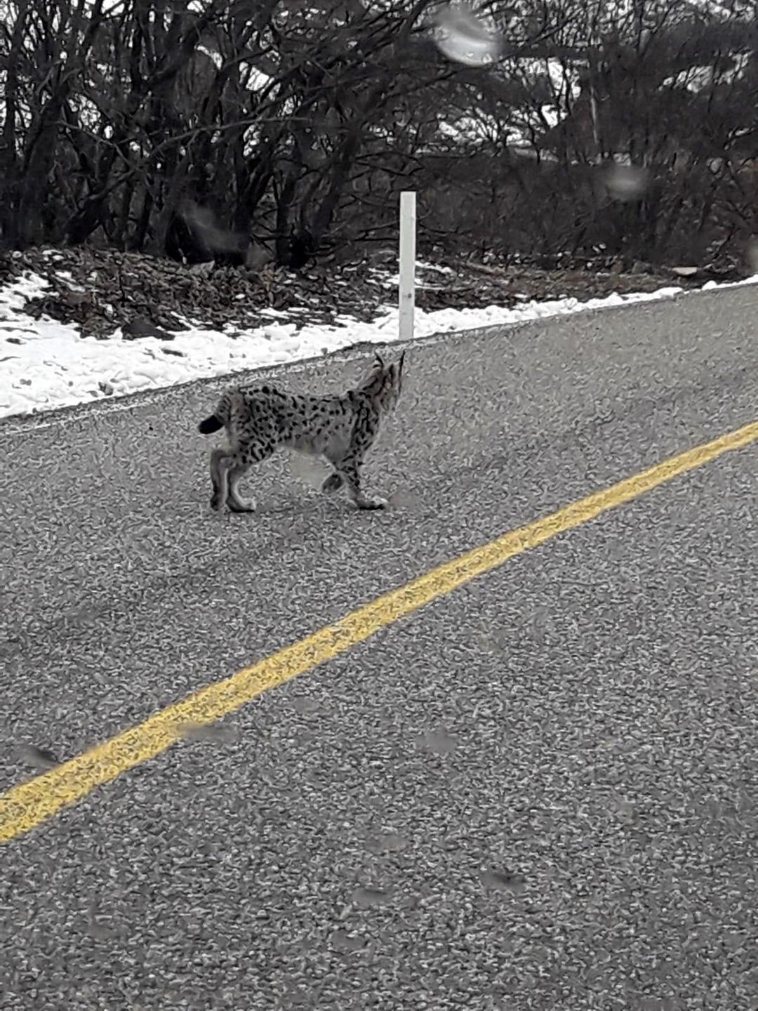  Kırmızı listede yer alıyor! Bu kez karayoluna indi