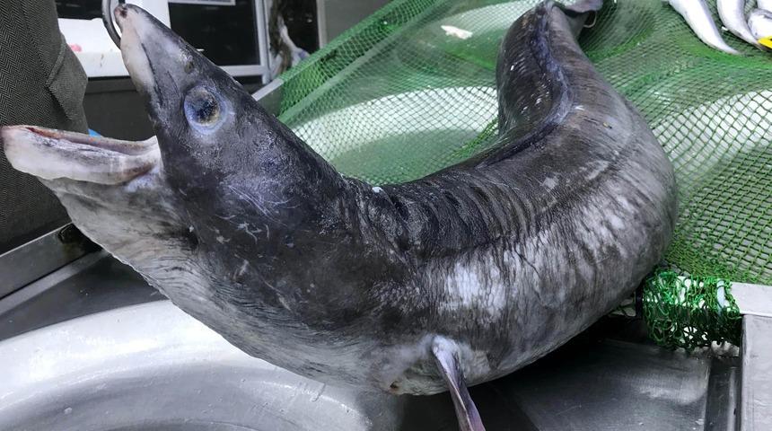 3 metre boyundaki dev yılan balığı görenleri hayrete düşürdü 