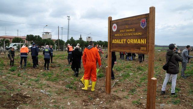 Adalet Ormanı’nda meyve fidanları toprakla buluşturuldu