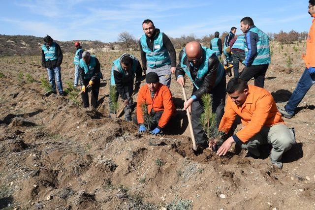 Yükümlü ve hükümlüler 3 bin karaçam fidanı dikti