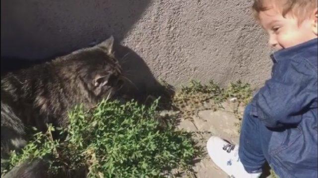 Minik Efe’nin kedi ile diyaloğu sosyal medyada ilgi çekti