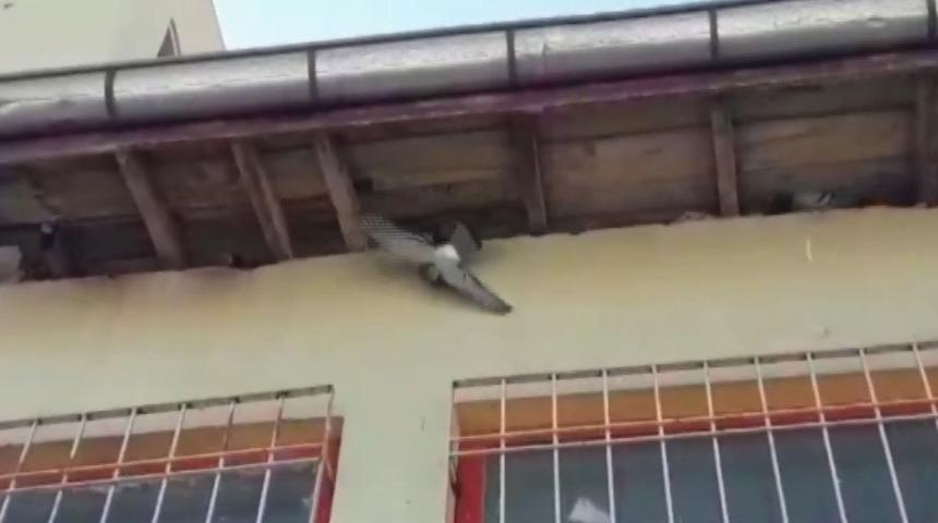 &Ouml;ğretmenler mahsur kalan g&uuml;vercini kurtarmak i&ccedil;in seferber oldu