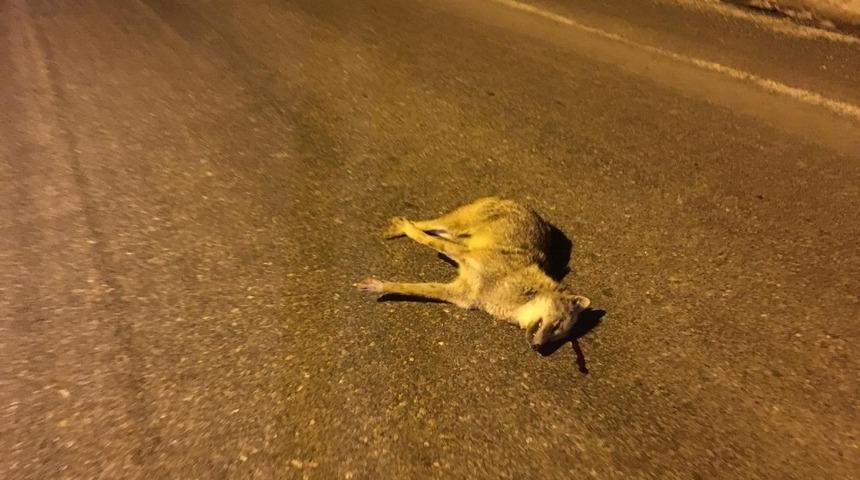 Aracın çarptığı çakal tedavi edildi