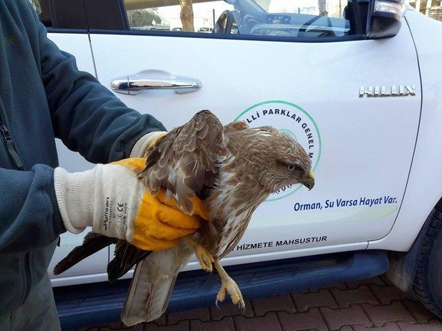 Yaralı bulunan şahin ve hasta puhu kuşu tedavi altına alındı