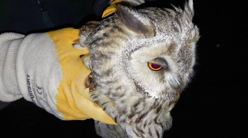 Yaralı bulunan şahin ve hasta puhu kuşu tedavi altına alındı