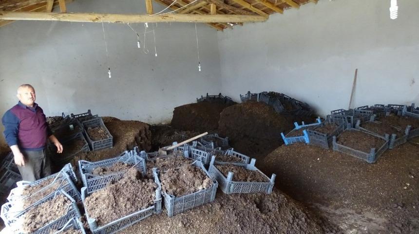 Besicilikten zarar etti, solucan g&uuml;bresi &uuml;retimine başladı