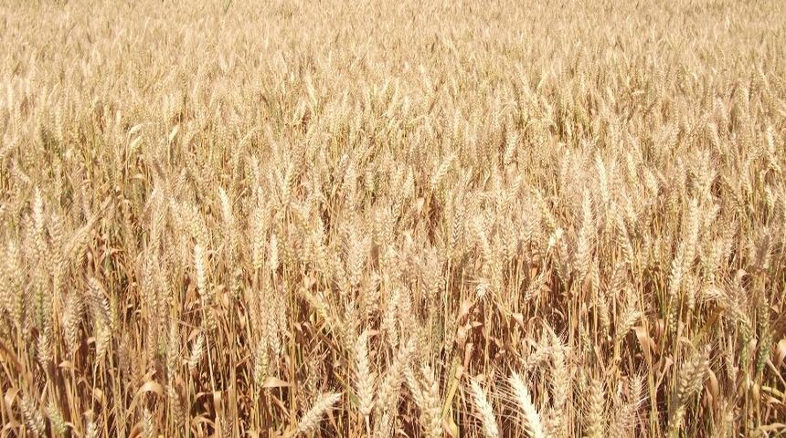 Buğday üreticisine sigorta uyarısı