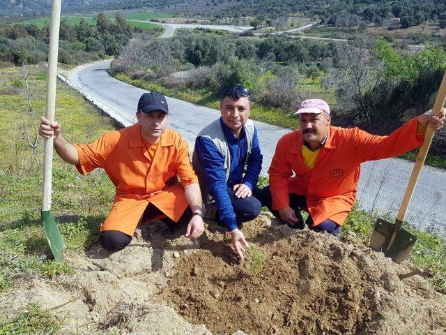 Nazilli’de ‘Adalet Ormanı’ yeşeriyor