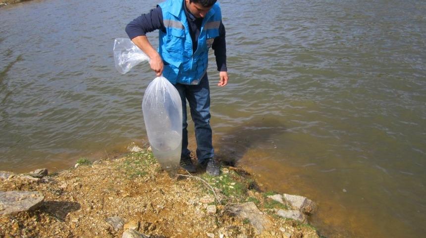 G&ouml;letlere 7 bin adet pullu sazan balığı yavrusu bırakıldı