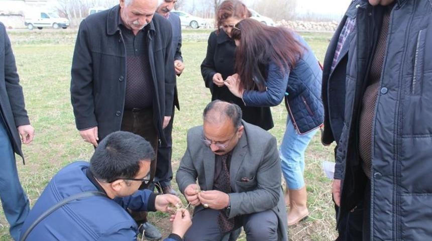 Iğdır’da “Yonca Hortumlu Böceği” ile mücadele