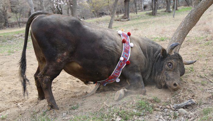 Sahibi ne yaparsa boğa da aynısını yapıyor! Böylesi görülmedi