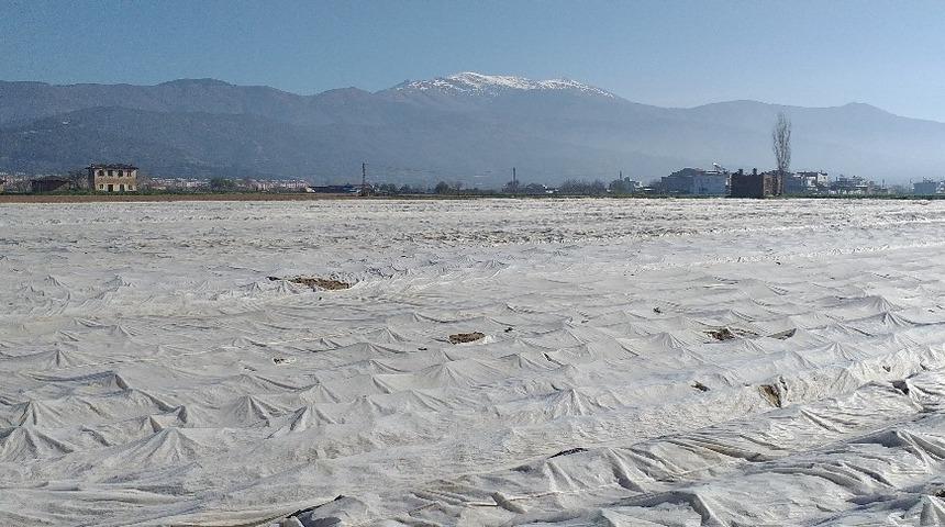 Patates üreticileri don olayına karşı elyafla önlem aldı