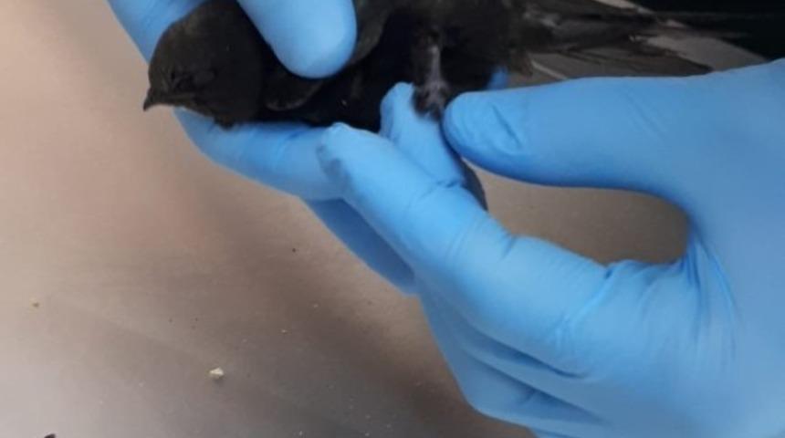 Ayağına ip dolanan kırlangı&ccedil; itfaiye tarafından kurtarıldı