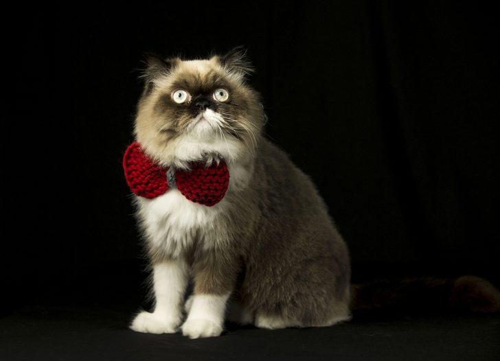 Bu kez kediler podyumda! G1