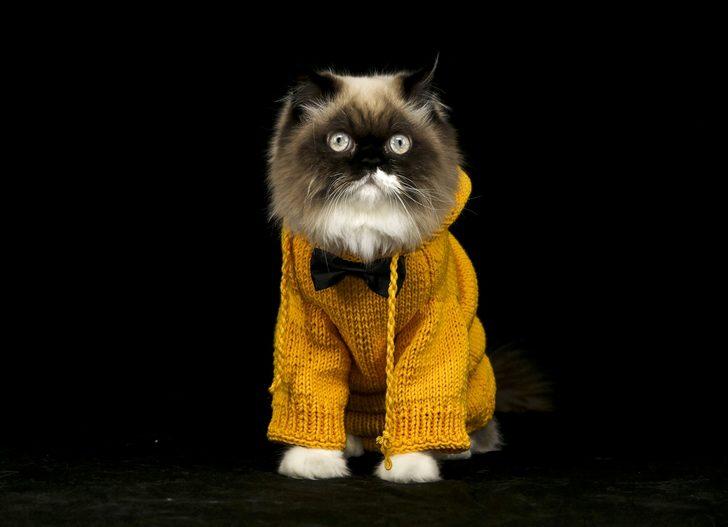 Bu kez kediler podyumda! G2