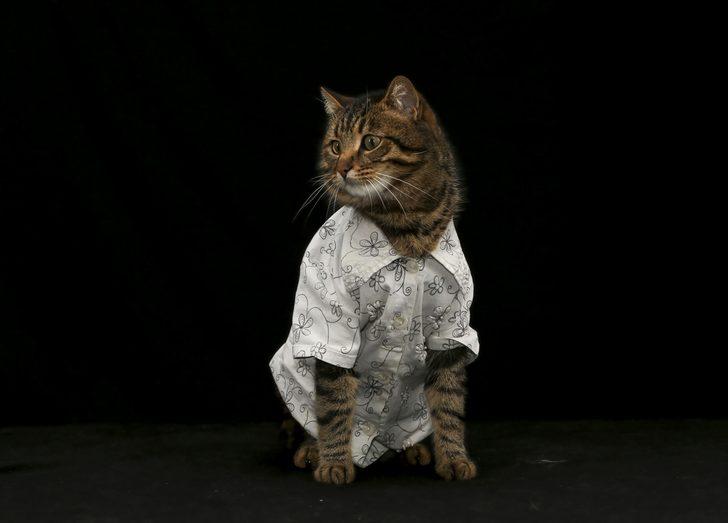 Bu kez kediler podyumda! G3