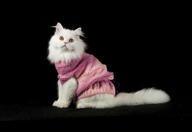 Bu kez kediler podyumda! G5