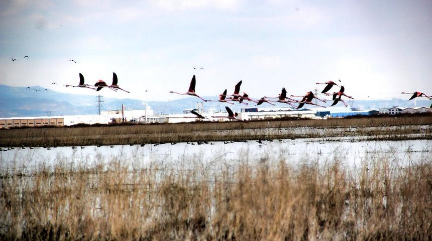 Flamingolar Kayseri’de