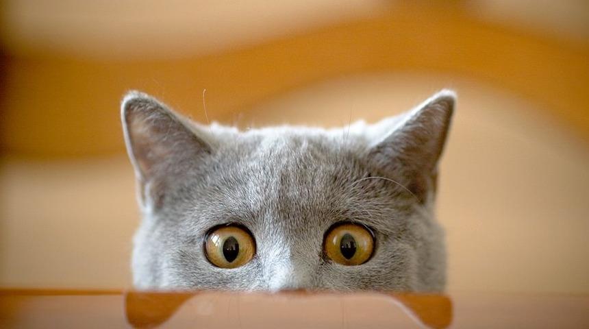 Artık kedilere nankör derken bir daha düşüneceksiniz!