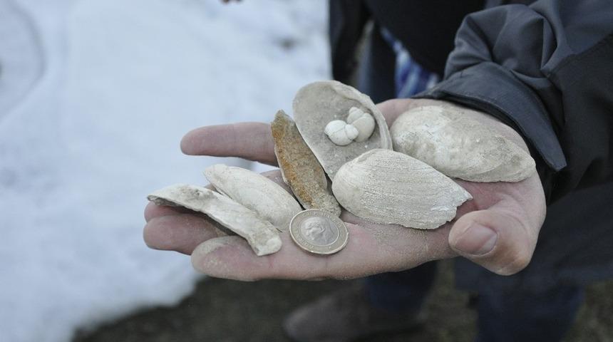 Muş&rsquo;ta deniz canlılarına ait 11 milyon yıllık fosiller bulundu