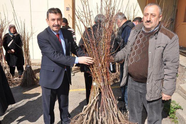 Gümüşhane’de çiftçilere meyve fidanı dağıtımı yapıldı